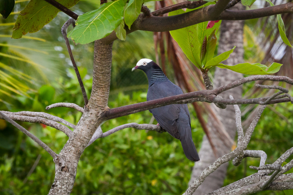 White-Crowned Pigeon