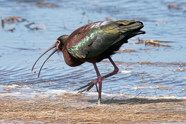 White-faced Ibis