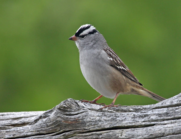 White-crowned Sparrows