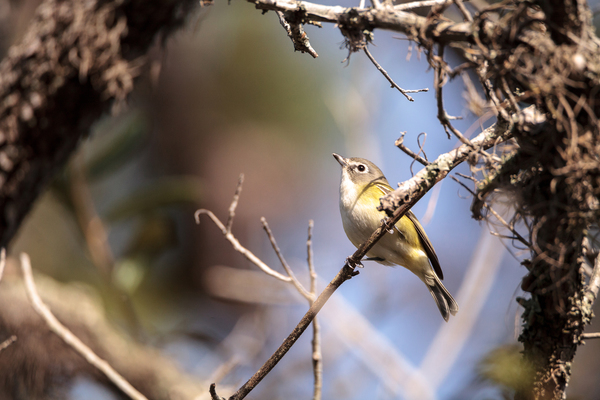 White-eyed Vireo