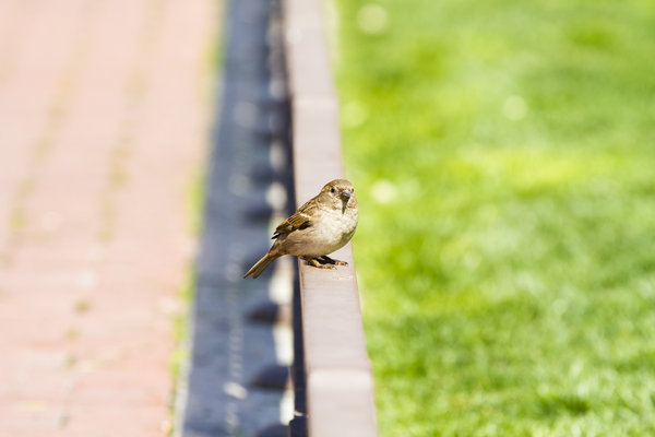 White-throated Sparrow