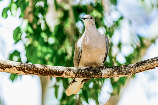 White-Winged Dove