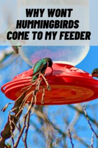 Why Wont Hummingbirds Come to My Feeder