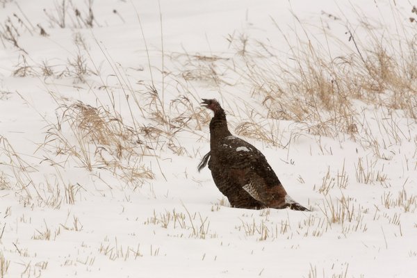 Wild Turkey