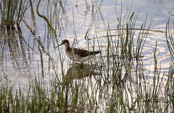 Wilson’s Phalarope