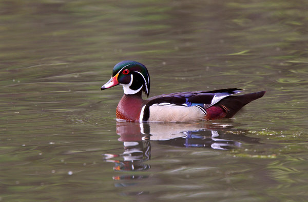 Male Wood Duck