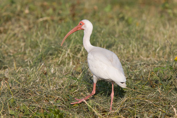 Wood Stork