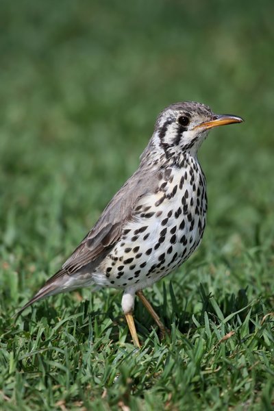 Wood Thrush