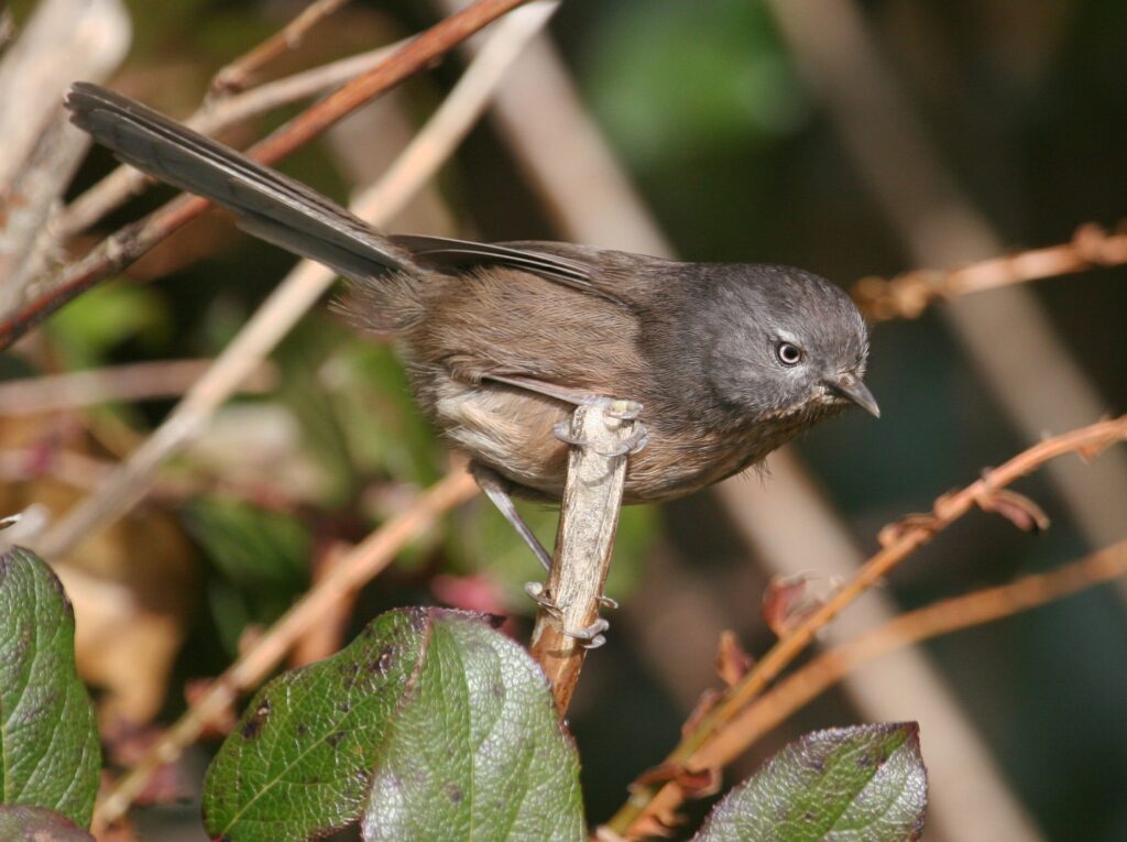 Wrentit