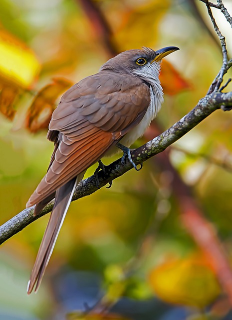 Yellow-Billed Cuckoo