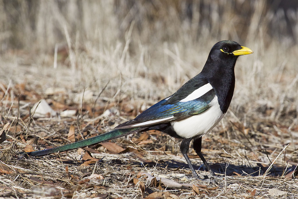 Yellow-Billed Magpie