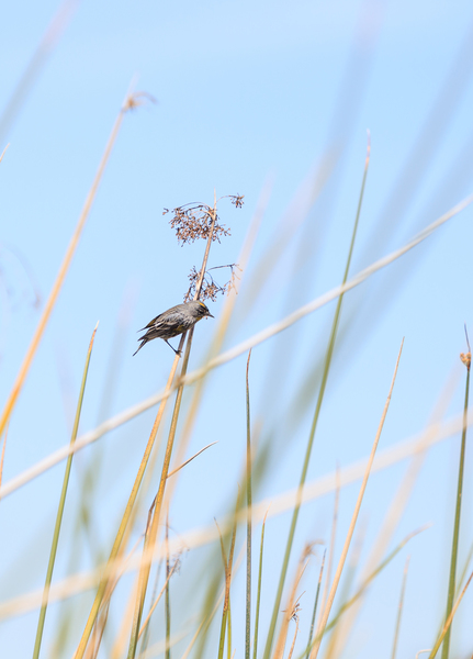 Yellow-rumped Warbler