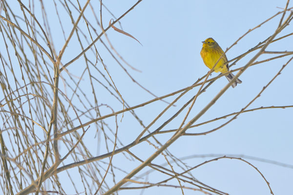 Yellow Warbler