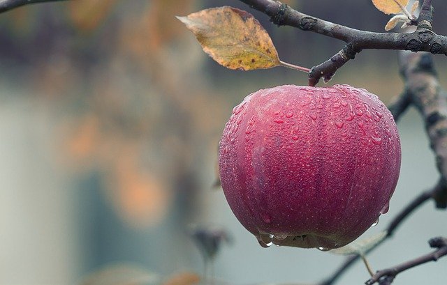 apples in winter