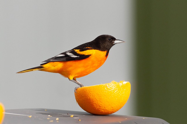 Baltimore Oriole Female