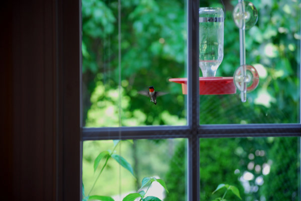 bird feeder window