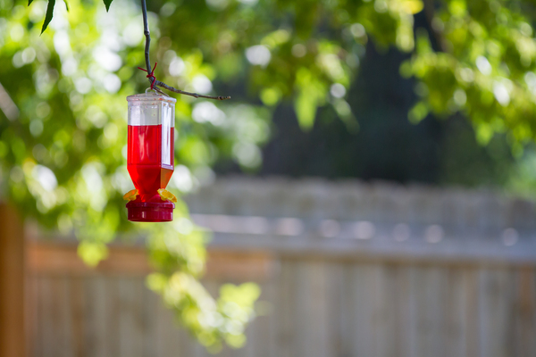 bird feeder