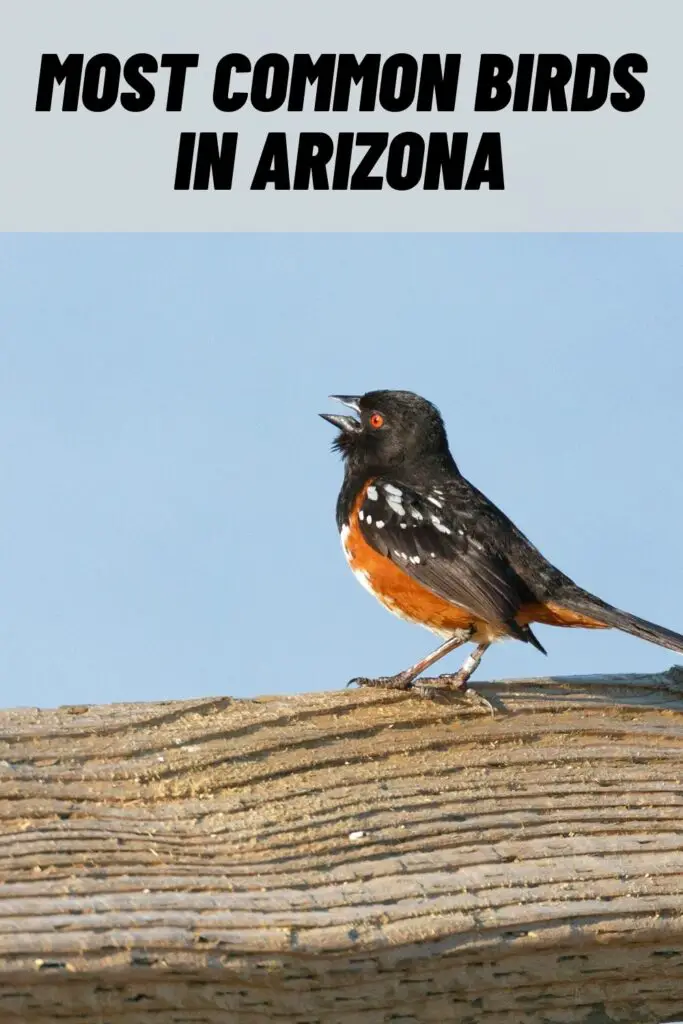 birds in arizona