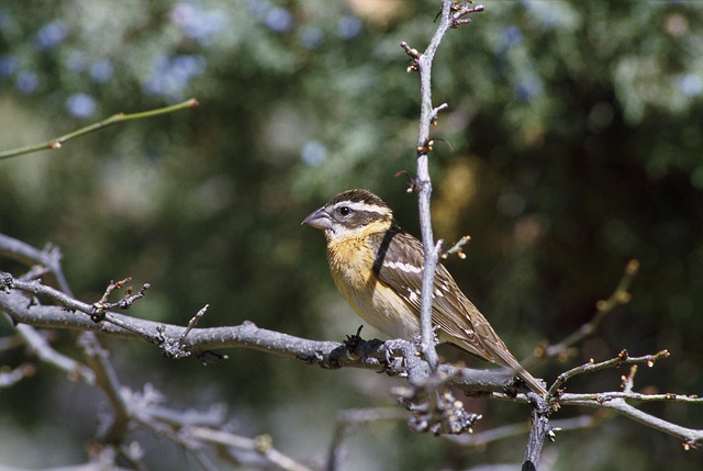 Black-headed Grosbeak