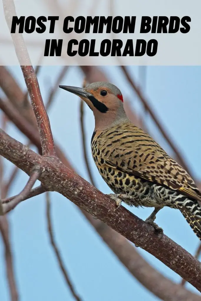 birds in colorado