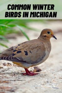 common winter birds in michigan