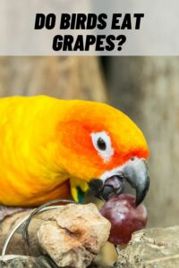 do birds eat grapes