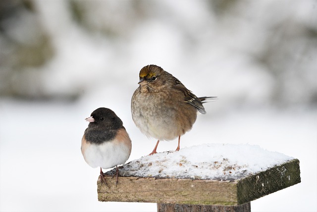 golden crown sparrow