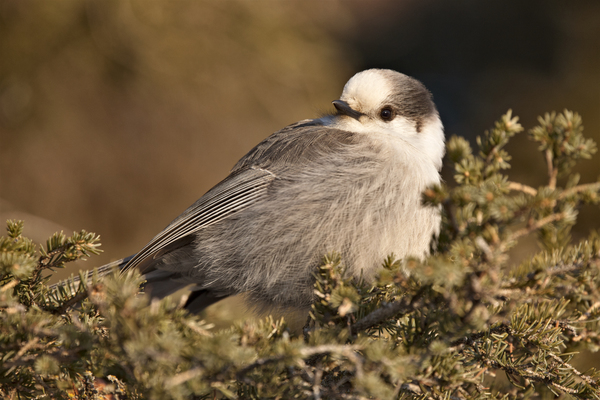 Gray Jay