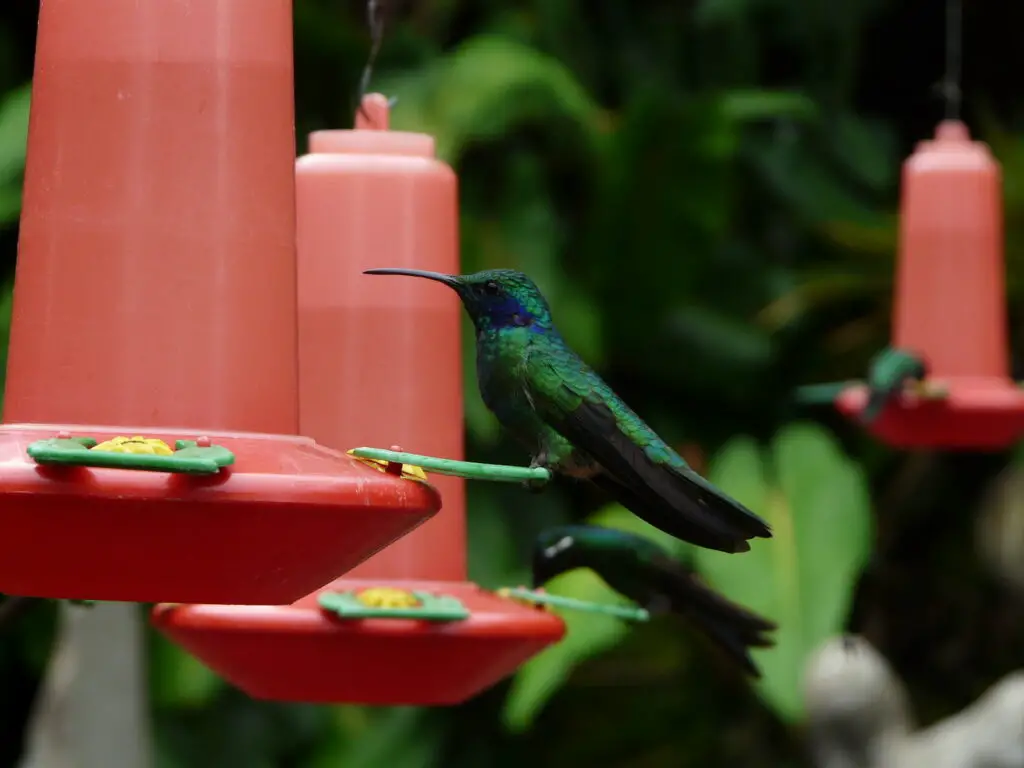 hummingbird feeder in tree