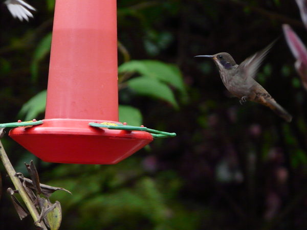 hummingbird feeder