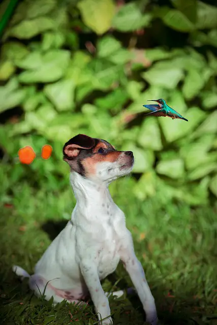 hummingbird predator