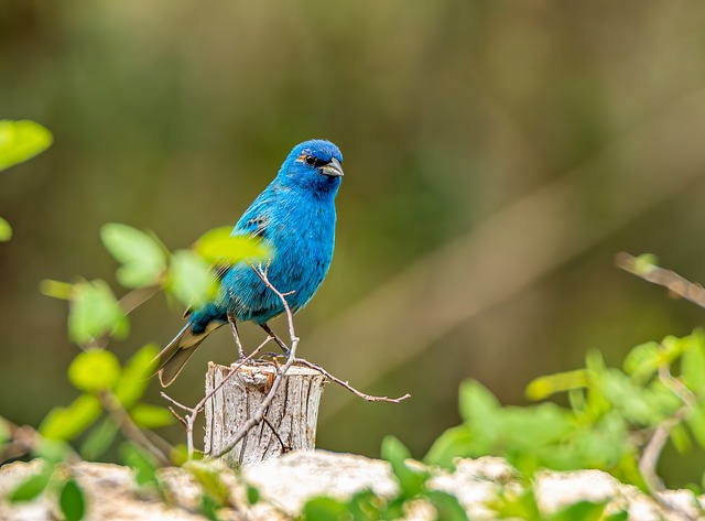 indigo Bunting