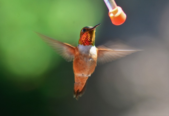 male hummingbird