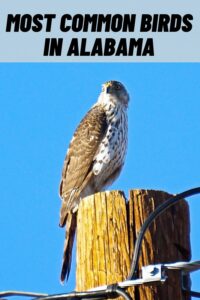 most common birds in alabama