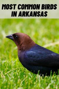most common birds in arkansas