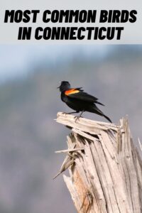 most common birds in connecticut