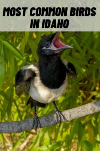 most common birds in idaho
