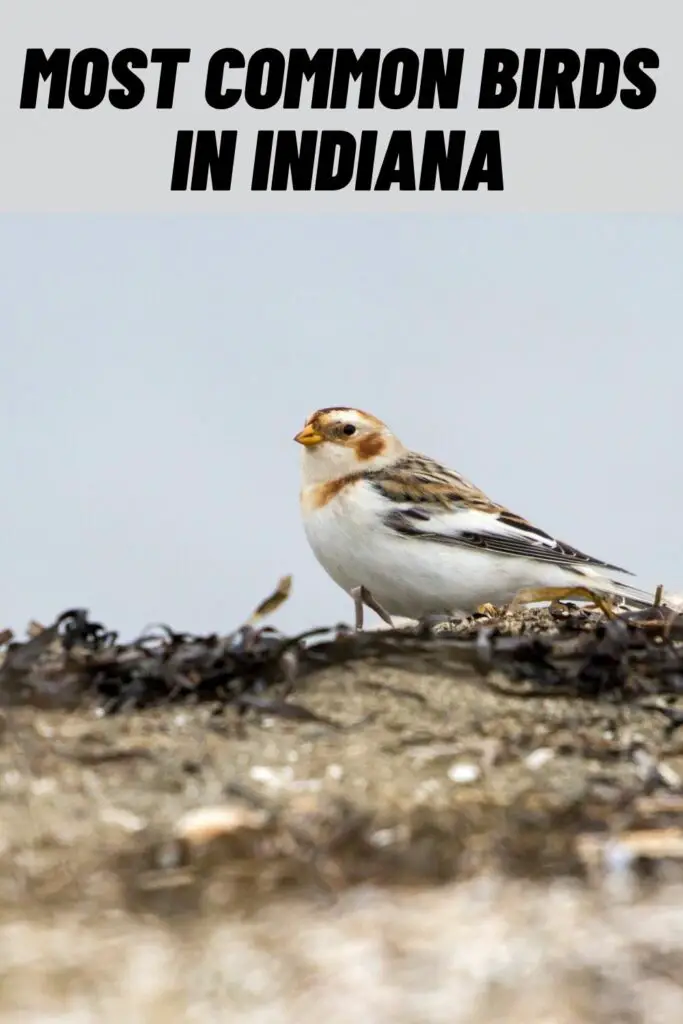 most common birds in indiana