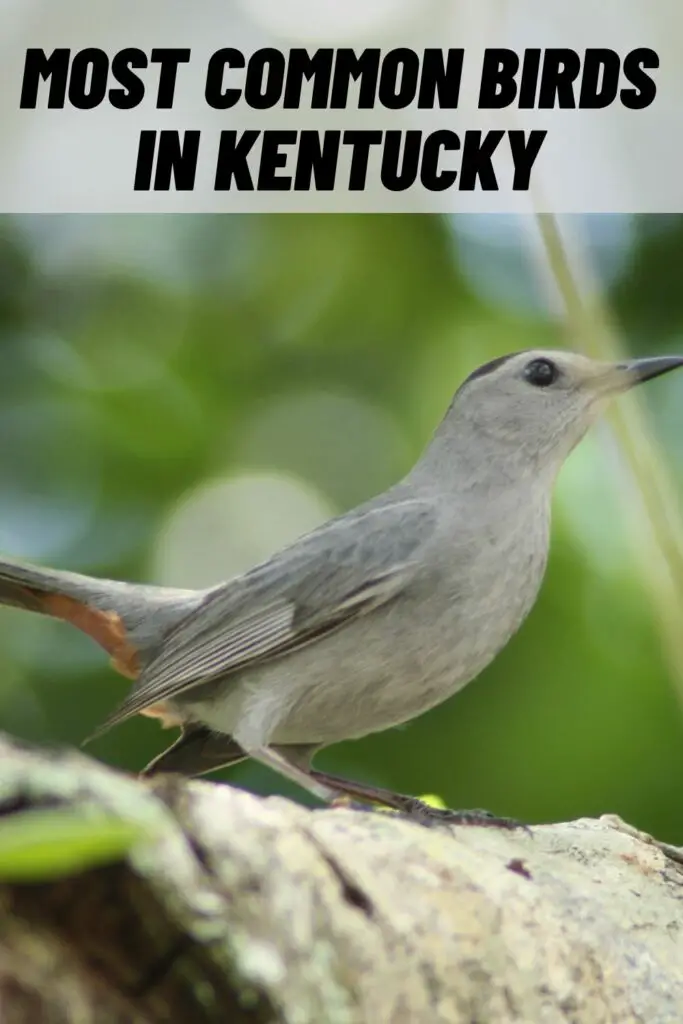 most common birds in kentucky