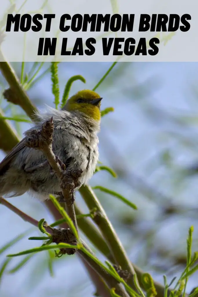 most common birds in las vegas