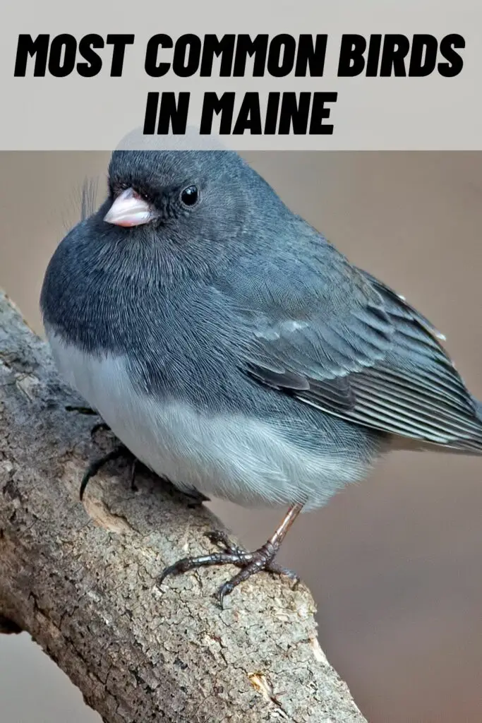 most common birds in maine
