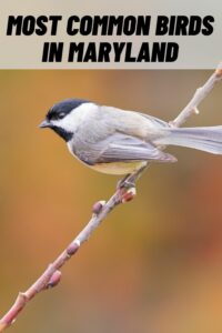 most common birds in maryland
