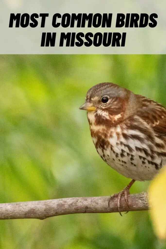 most common birds in missouri