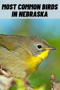 most common birds in nebraska
