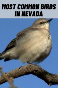 most common birds in nevada