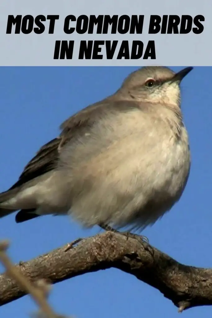 most common birds in nevada