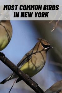 most common birds in new york