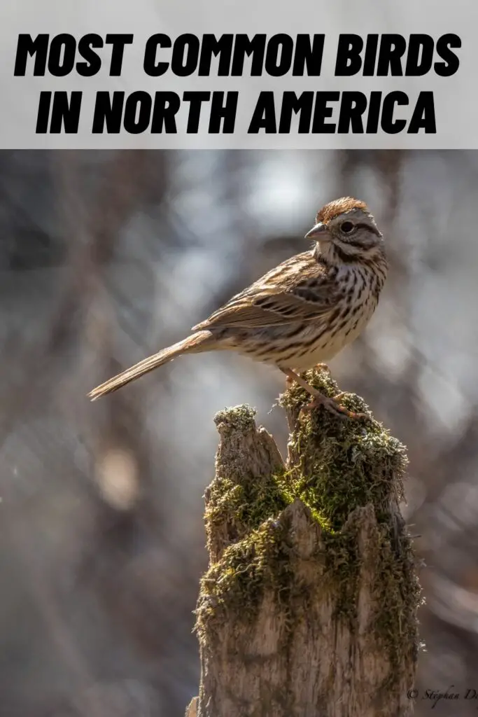 backyard birds of north america