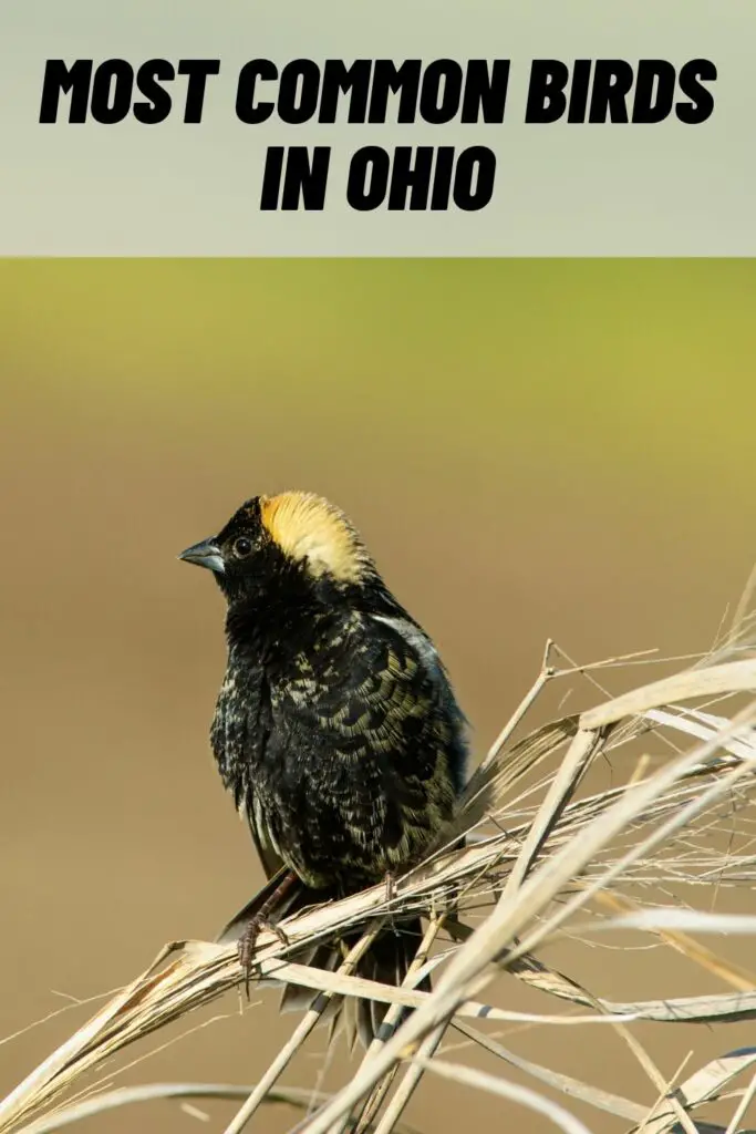 most common birds in ohio