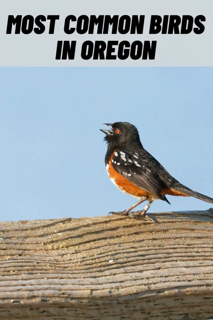 most common birds in oregon
